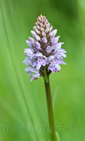 WAH024174.jpg - Skovgøgeurt (Common Spotted-orchid)