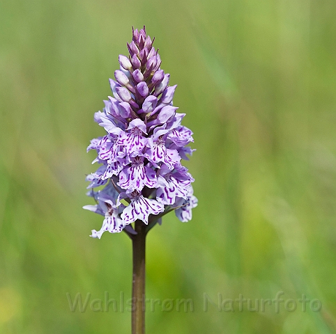 WAH024202.jpg - Plettet gøgeurt (Heath Spotted Orchid )