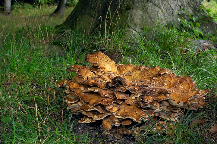 WAH008163.jpg - Kæmpeporesvamp (Giant Polypore)