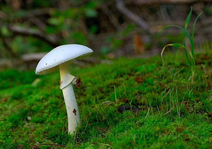 WAH008169.jpg - Snehvid fluesvamp (Destroying Angel)