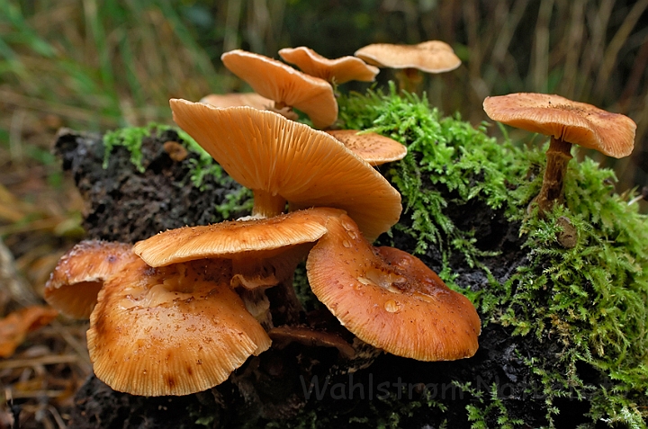 WAH008348.jpg - Køllestokket honningsvamp (Bulbous Honey Fungus)