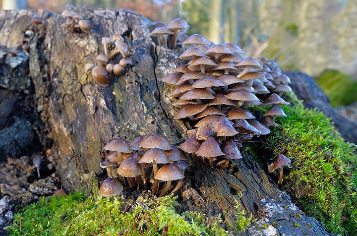 WAH008637.jpg - Vinter huesvamp (Mycena tintinabulum)