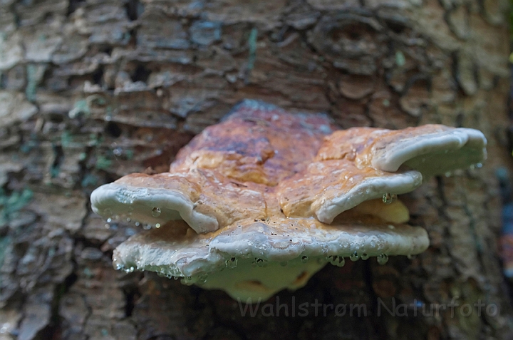 WAH011307.jpg - Randbæltet hovporesvamp (Red Banded Polypore)