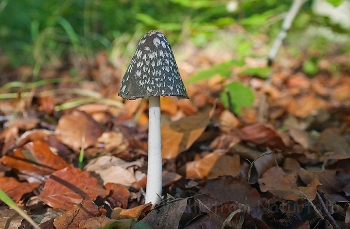 WAH011514.jpg - Skade-blækhat (Magpie Ink-cap)