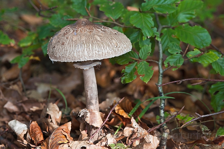 WAH015389.jpg - Stor Parasolhat (Parasol Mushroom)