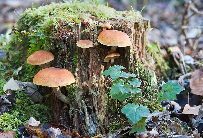 WAH015397.jpg - Teglrød svovlhat (Brick Caps)