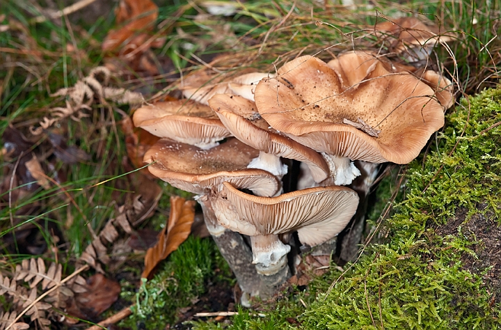 WAH015414.jpg - Mørk honningsvamp (Dark Honey Fungus)