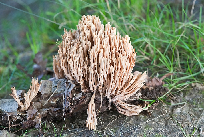 WAH019239.jpg - Rank koralsvamp (Upright Coral Fungus)