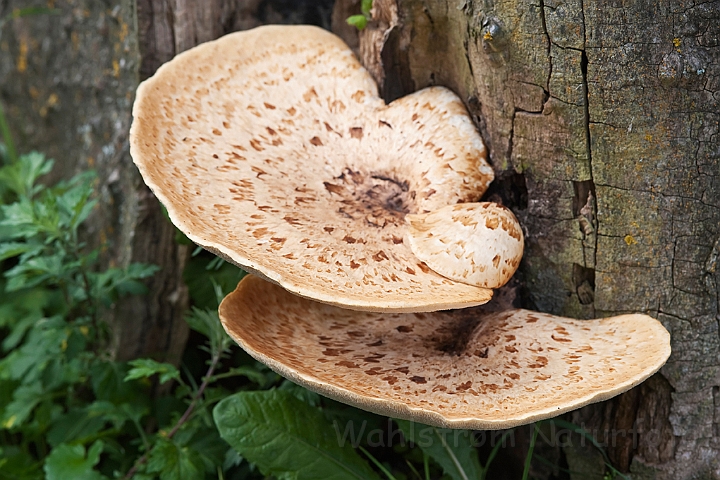 WAH020129.jpg - Skællet stilkporesvamp (Dryad's Saddle)