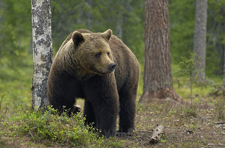 WAH005666.jpg - Brun bjørn (Brown Bear) Finland